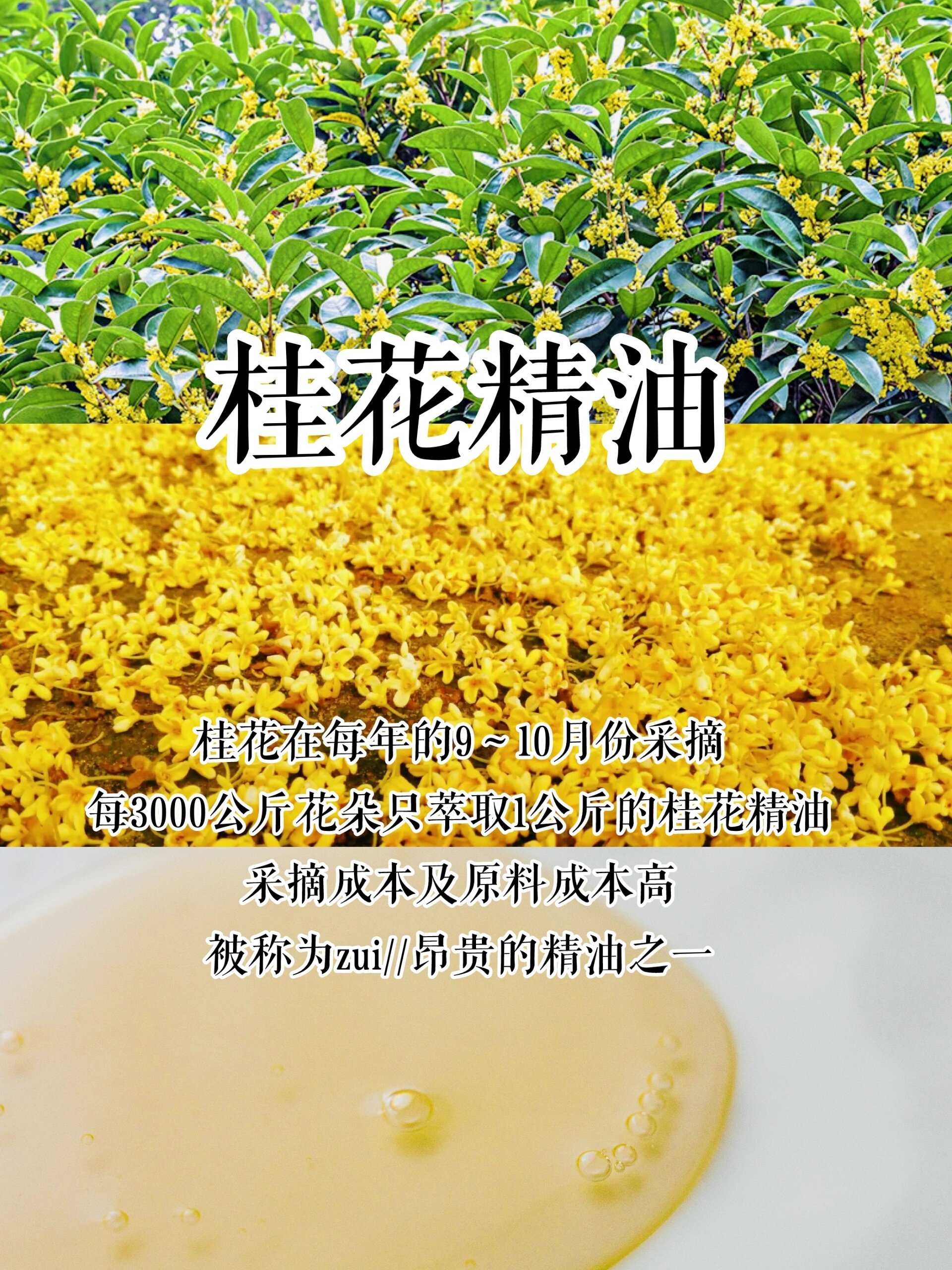 桂花精油