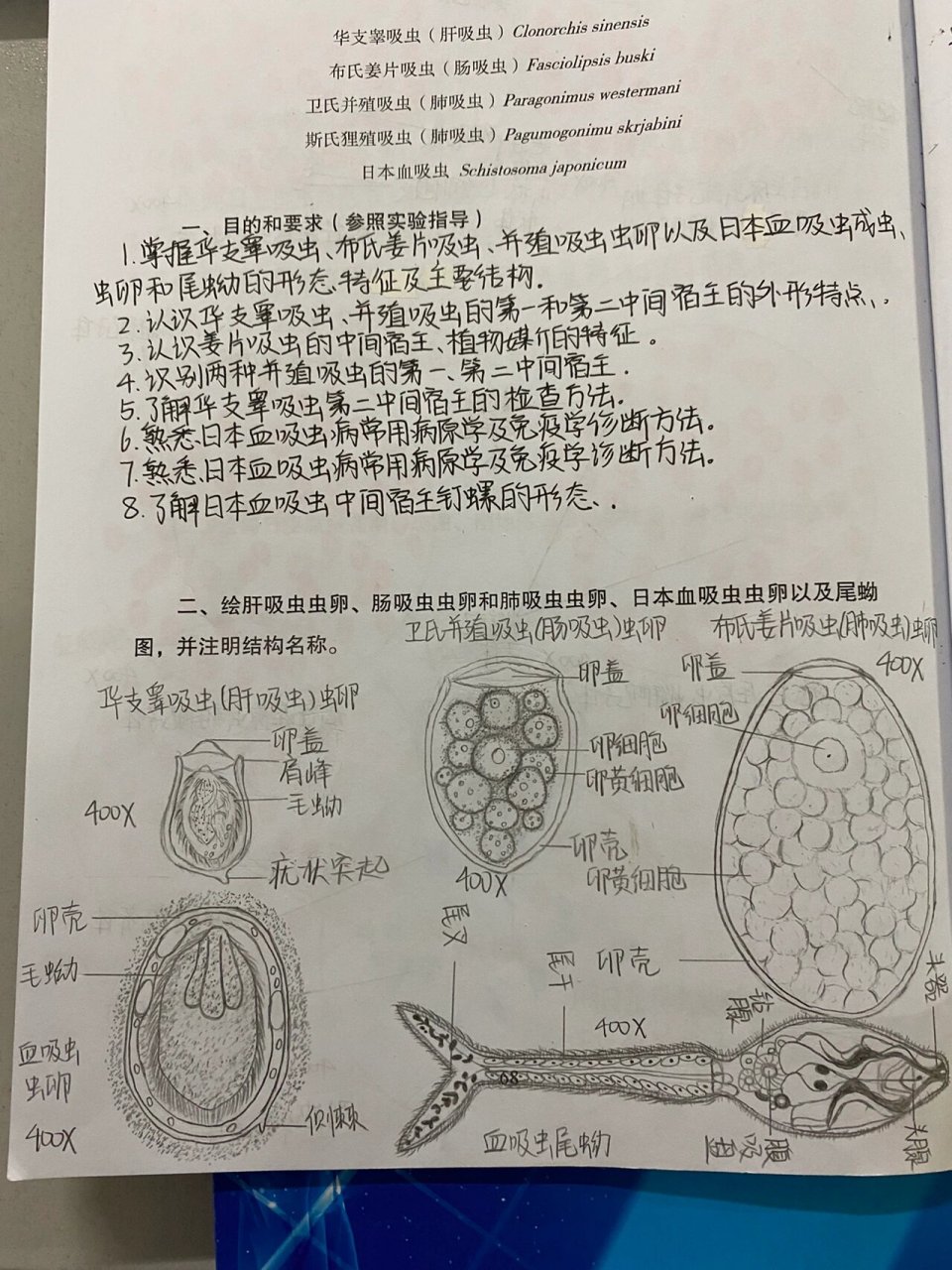 人体寄生虫手绘图