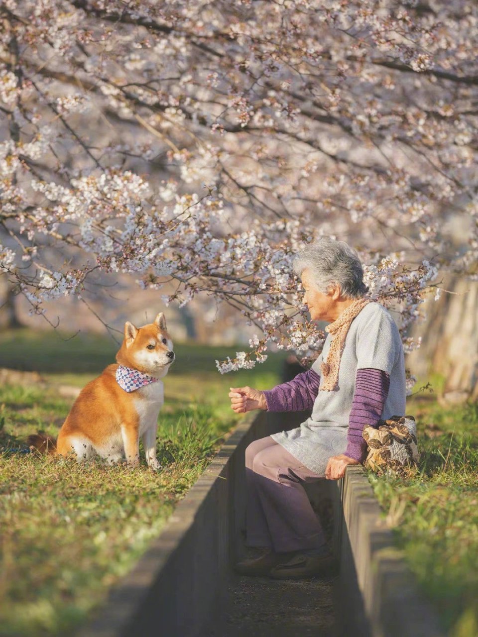 老人与狗狗的四季
