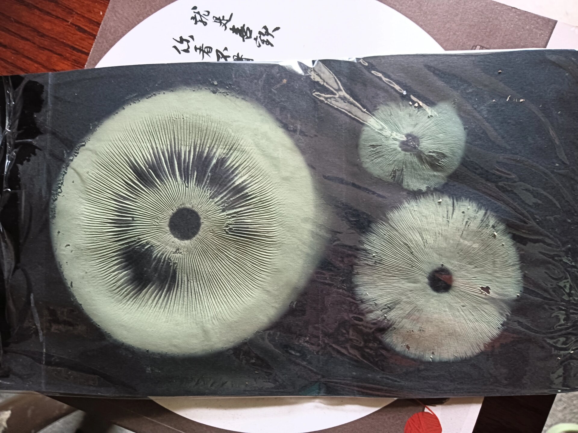 大青褶伞孢子印