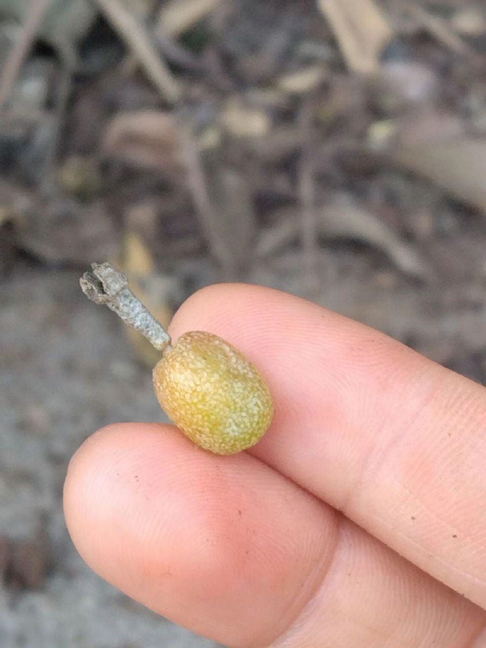 中药科普羊奶果  羊奶果羊奶果具有 美容养颜,活血止痛,止咳平喘的