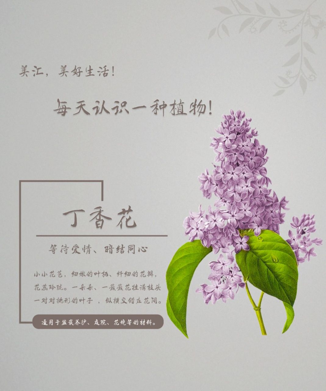 每天认识一种植物28|百结~丁香花 秋季这样养丁香花,来年花开香满屋