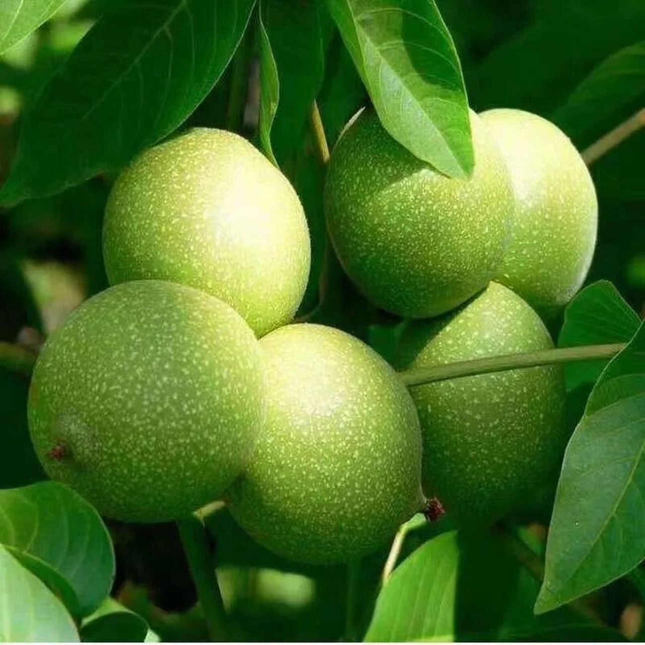阿克苏青皮核桃 【产品名称】新疆阿克苏青皮核桃 【货架期】8月初至8