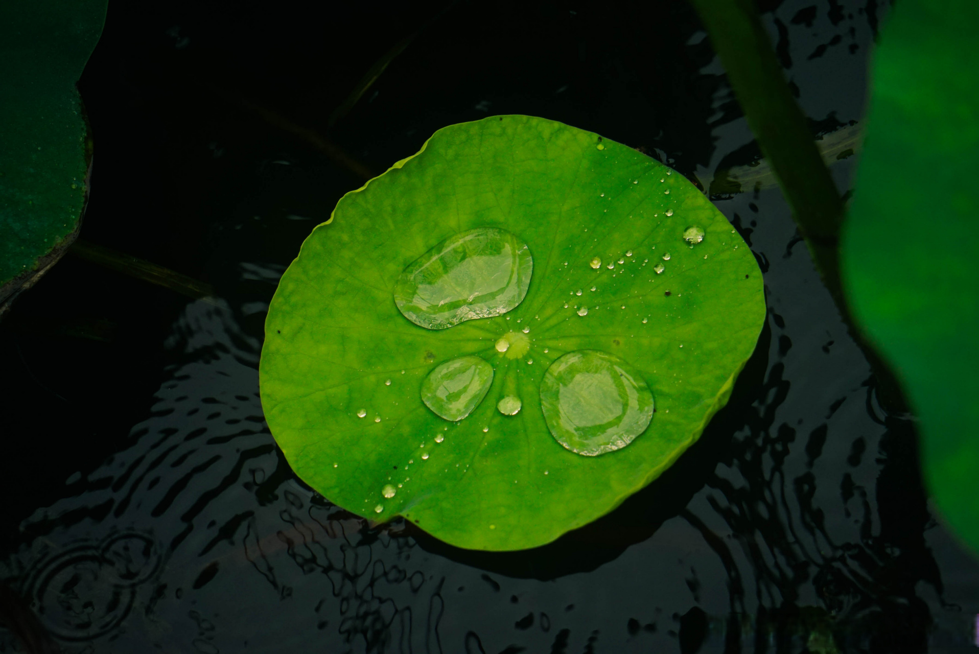 夏有……3 水珠儿  荷叶上的水珠儿我一直都很喜欢,总爱在雨后去荷花