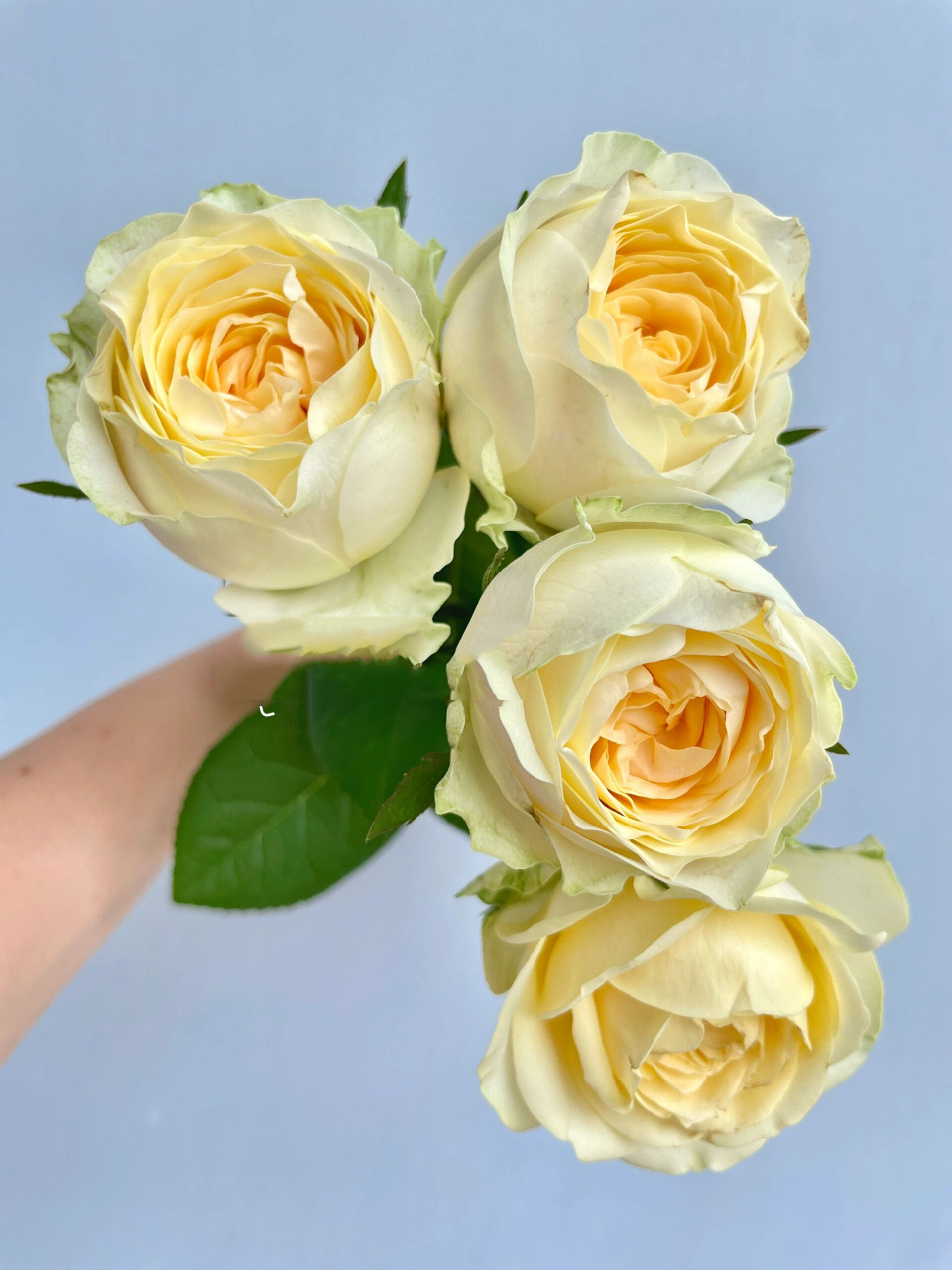 广东月季-奶油杯玫瑰.