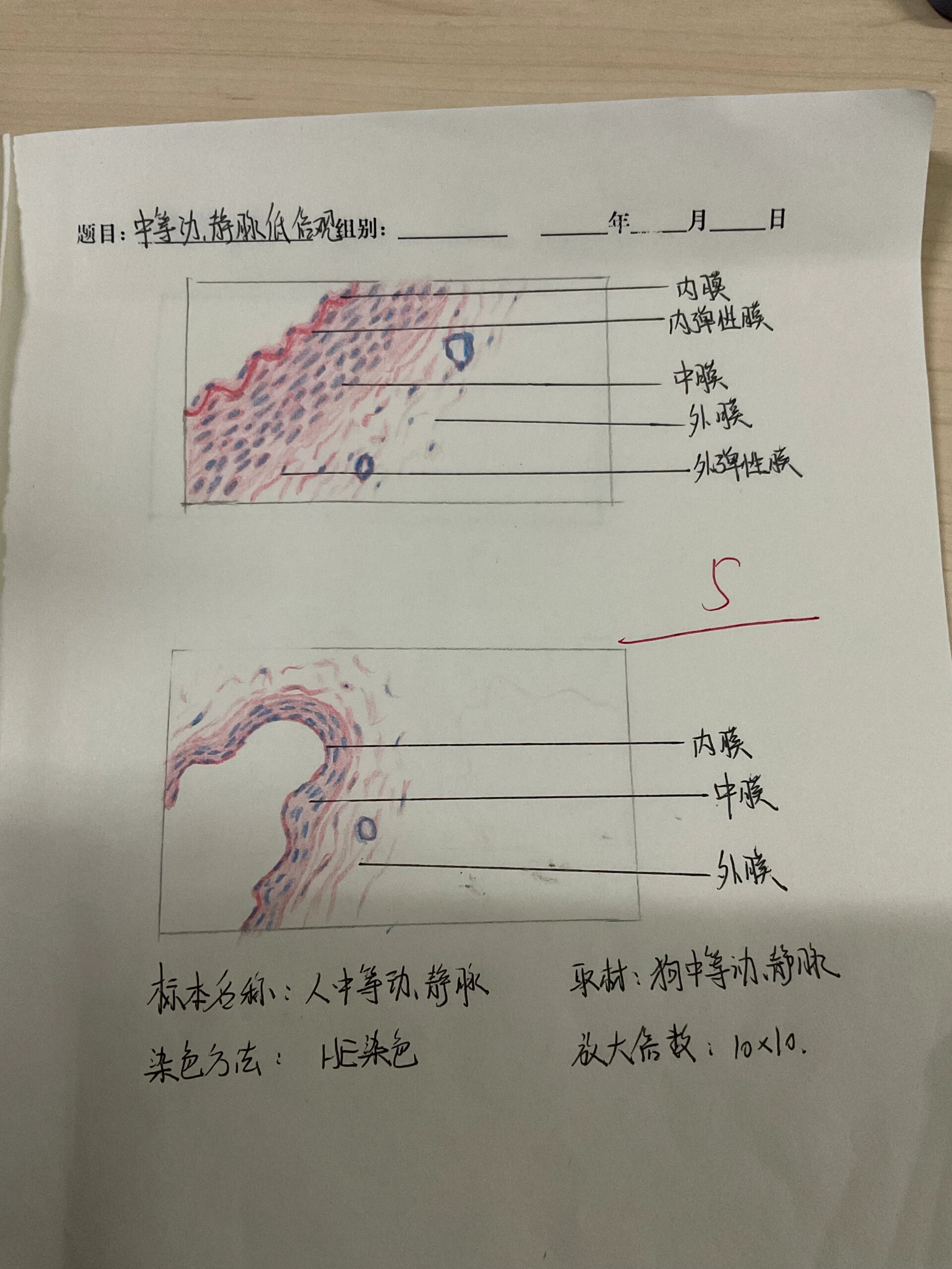 小静脉光镜图图片