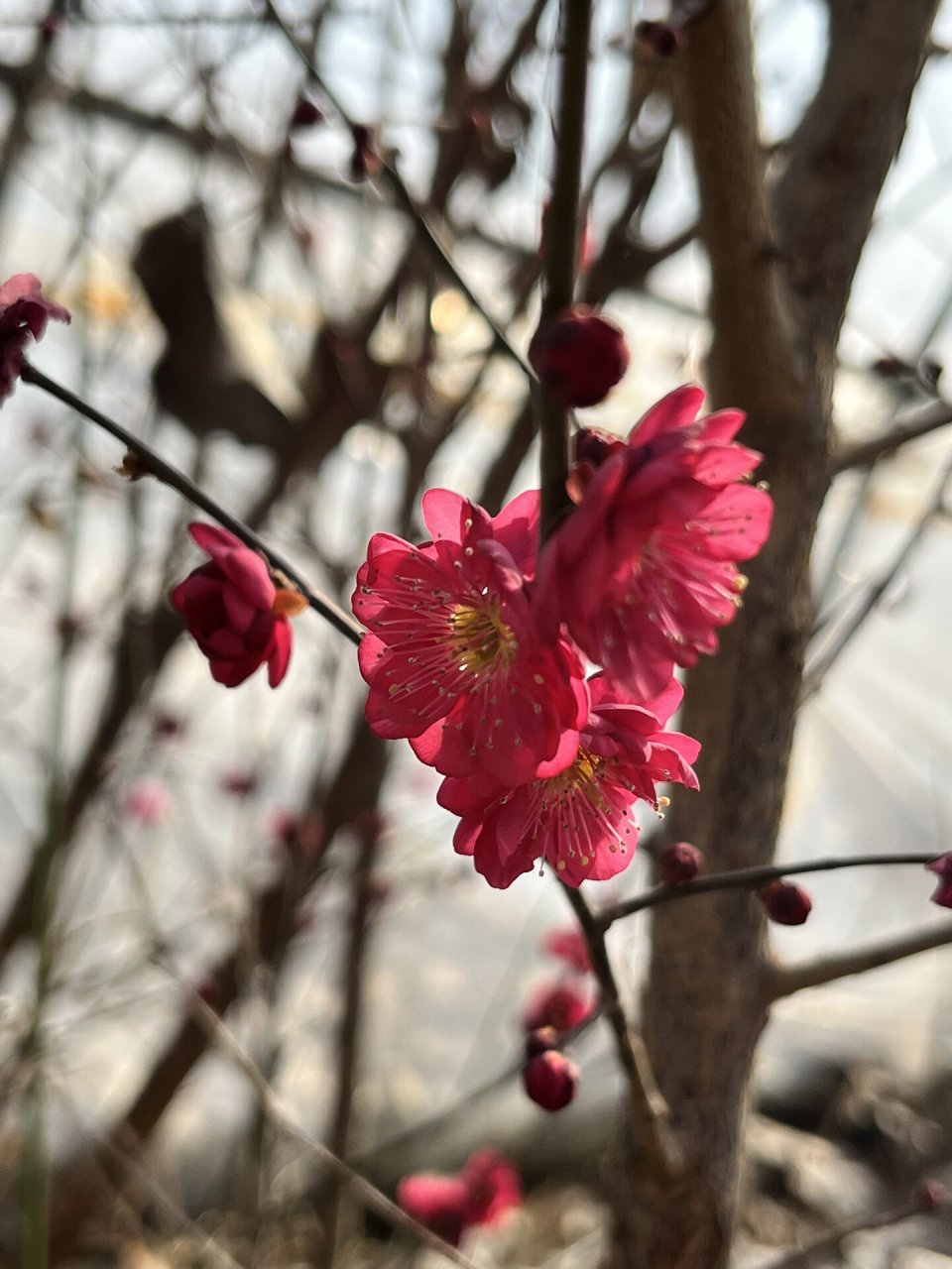 舞朱砂梅花图片