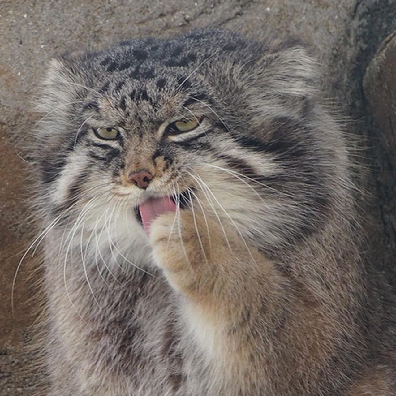 兔·凶悍·表情包·狲 #兔狲# #可爱动物#   (via.ins.nyakamuram2)