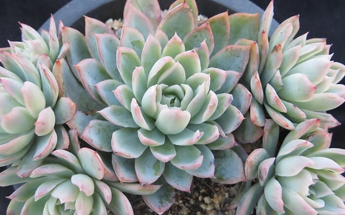 科名:景天科 属名:拟石莲花属 株高:10-13厘米 紫罗兰女王多肉为