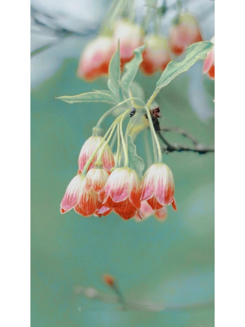 灯笼树enkianthus chinensis 杜鹃花科 | 吊钟花属