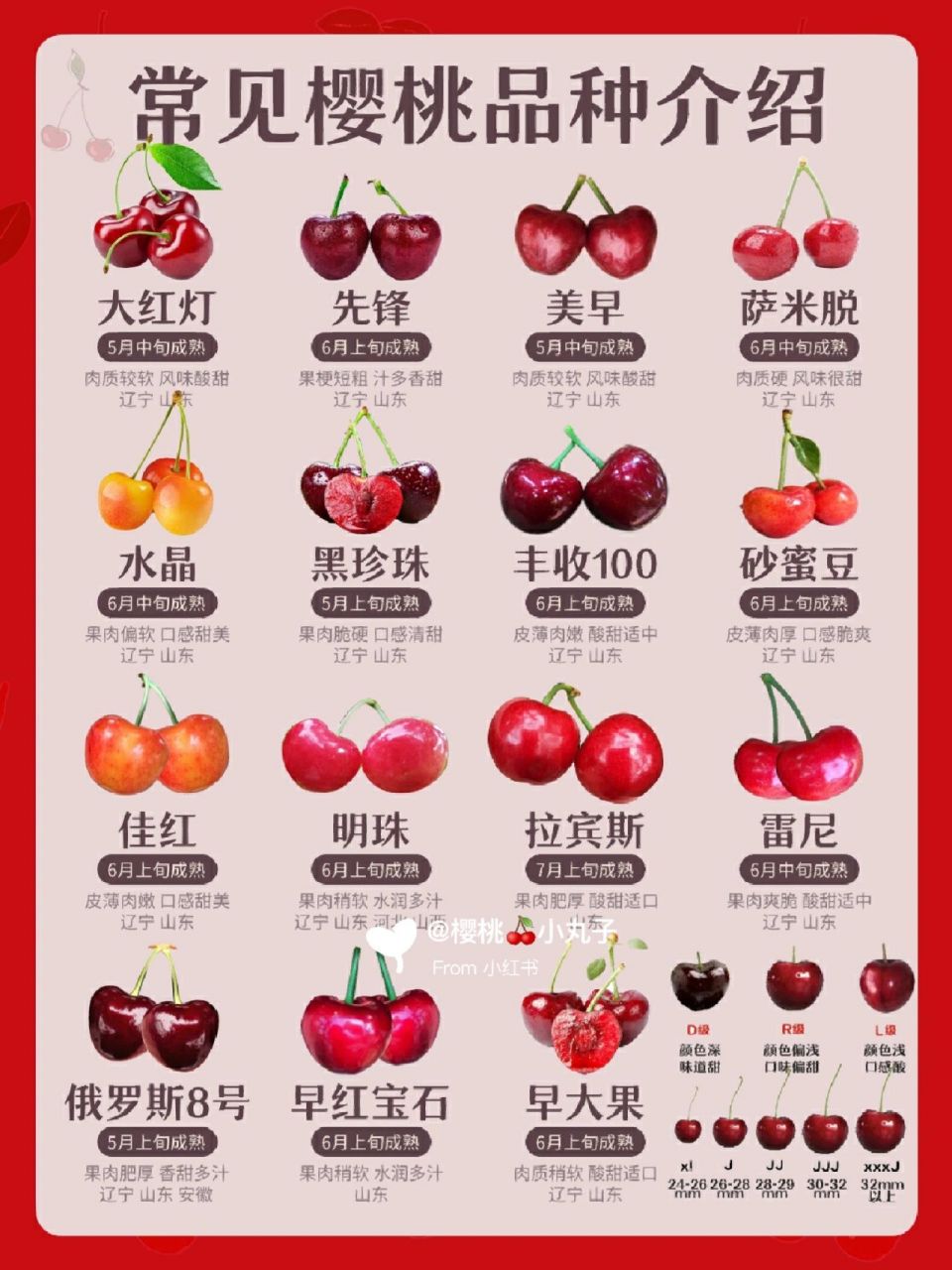 大家分享 樱桃的营养价值极高,具有美容养颜的功效