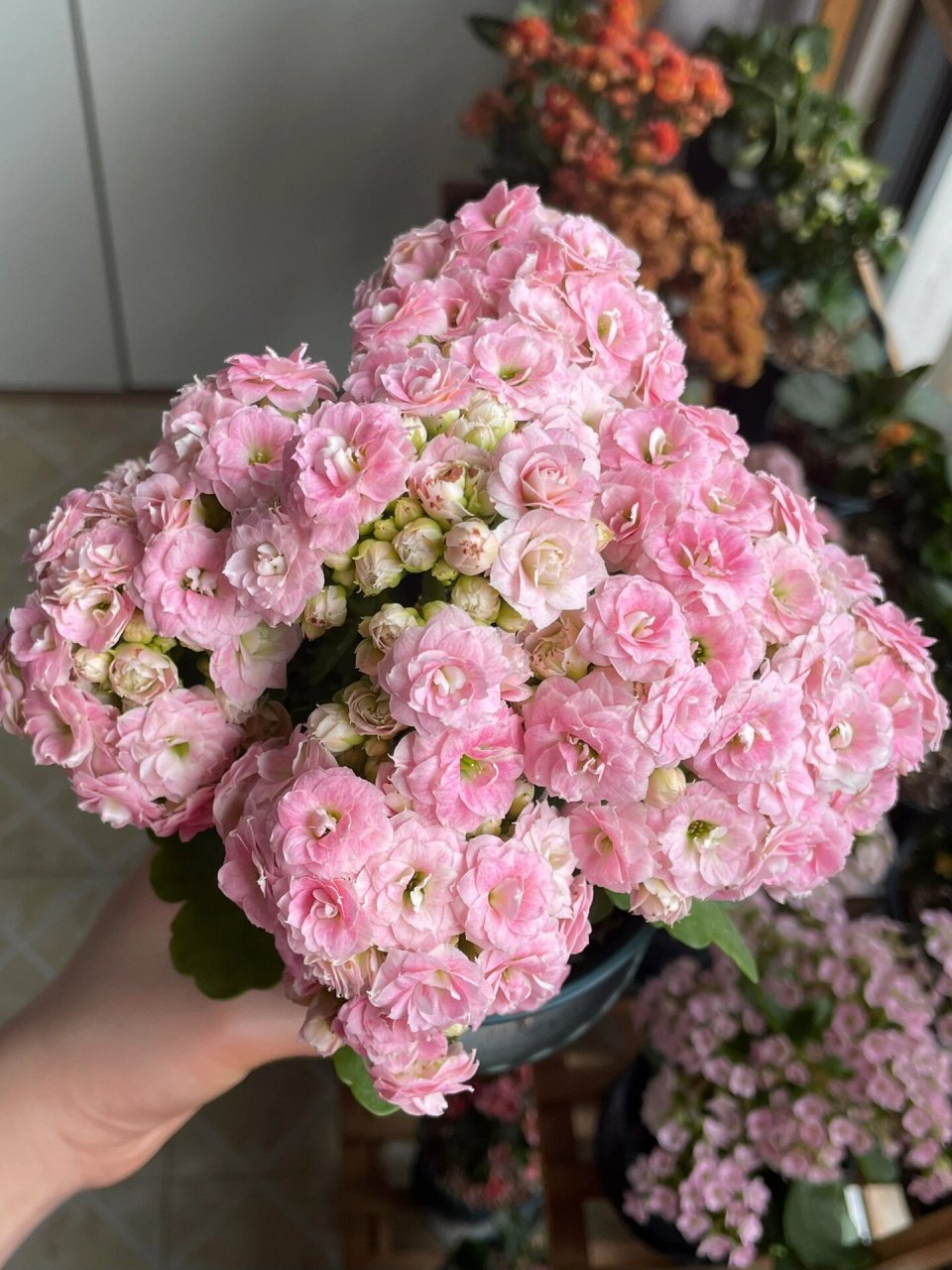 长寿花 克拉拉q2 美人醉 太喜欢这个了颜色和棵型都是我喜欢的样子