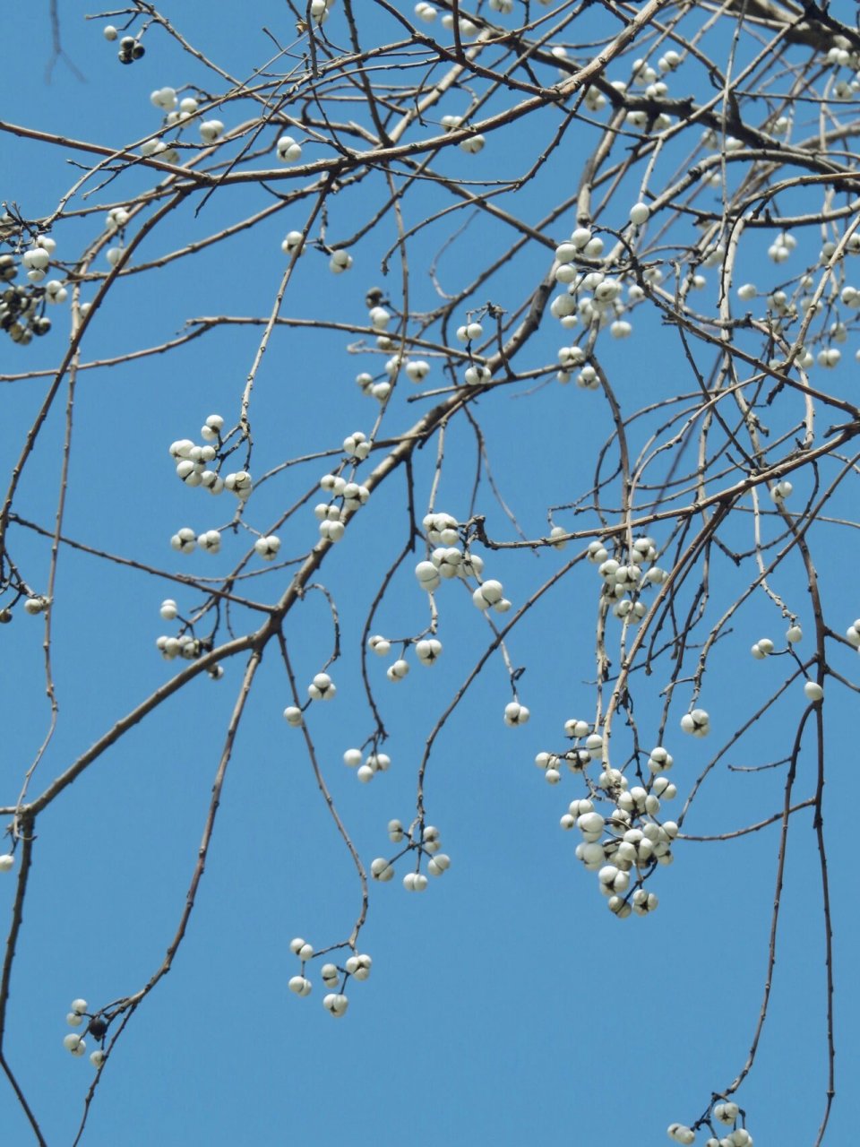 江南一带很多这样的白色小果子的树,远看像花,特意百度了一下原来