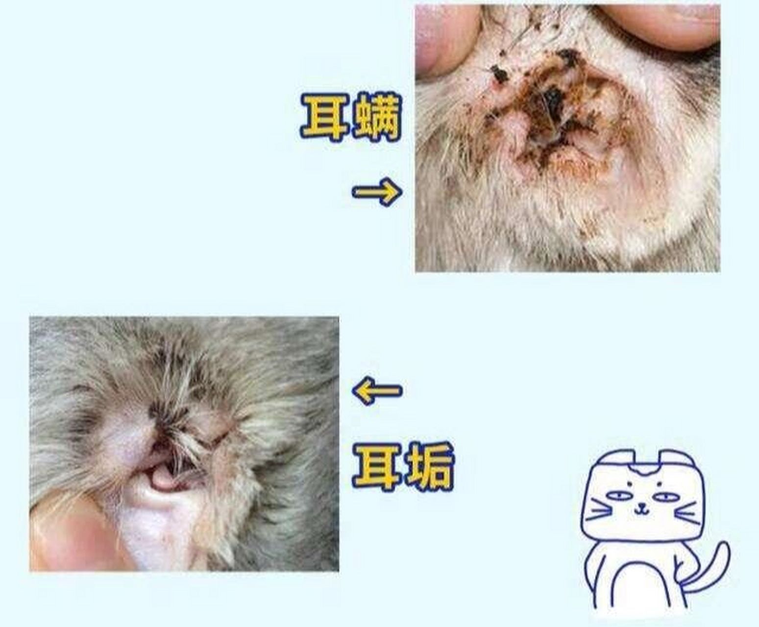 猫咪耳螨的症状图片