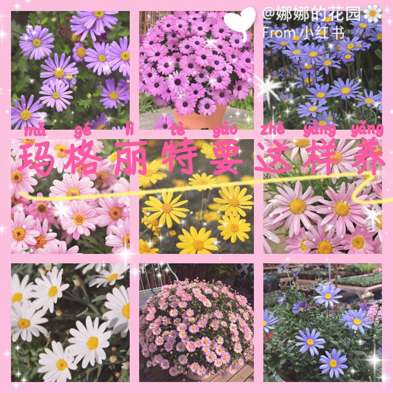 应季花卉玛格丽特养护方法 玛格丽特是丹麦国花 养好了能开成花球