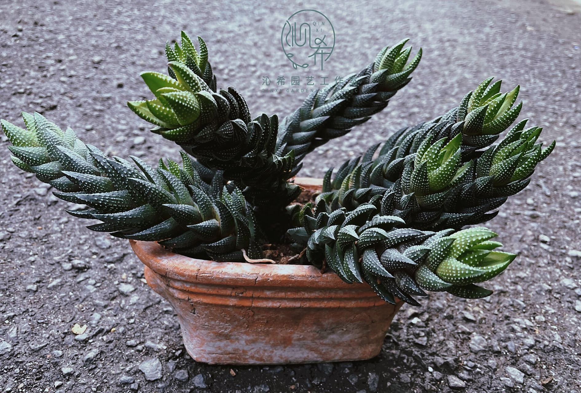 今日推荐植物——九轮塔 很有个性的一款植物 张牙舞抓的样子让我联想