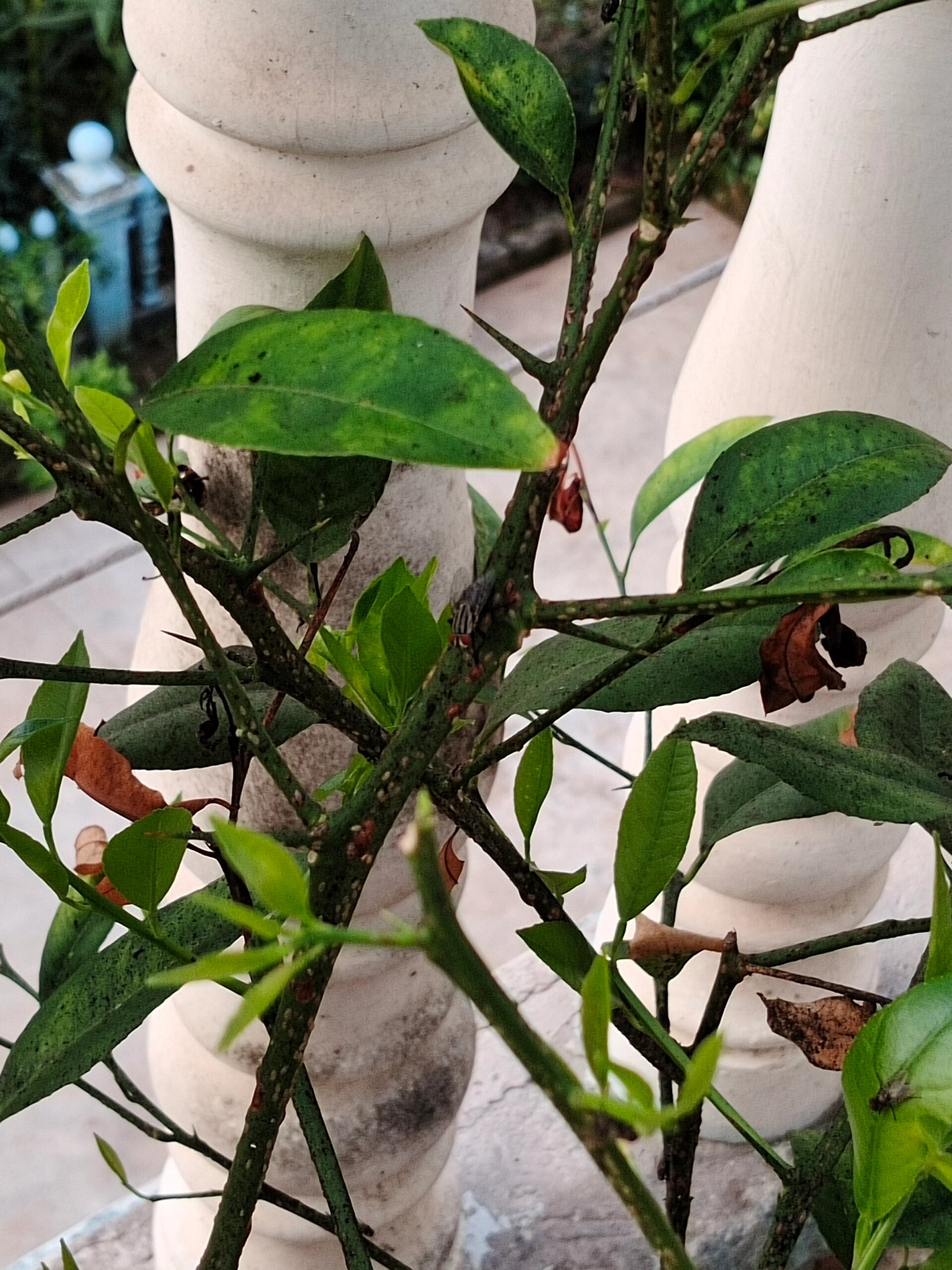 柠檬树上长了黑色的斑点