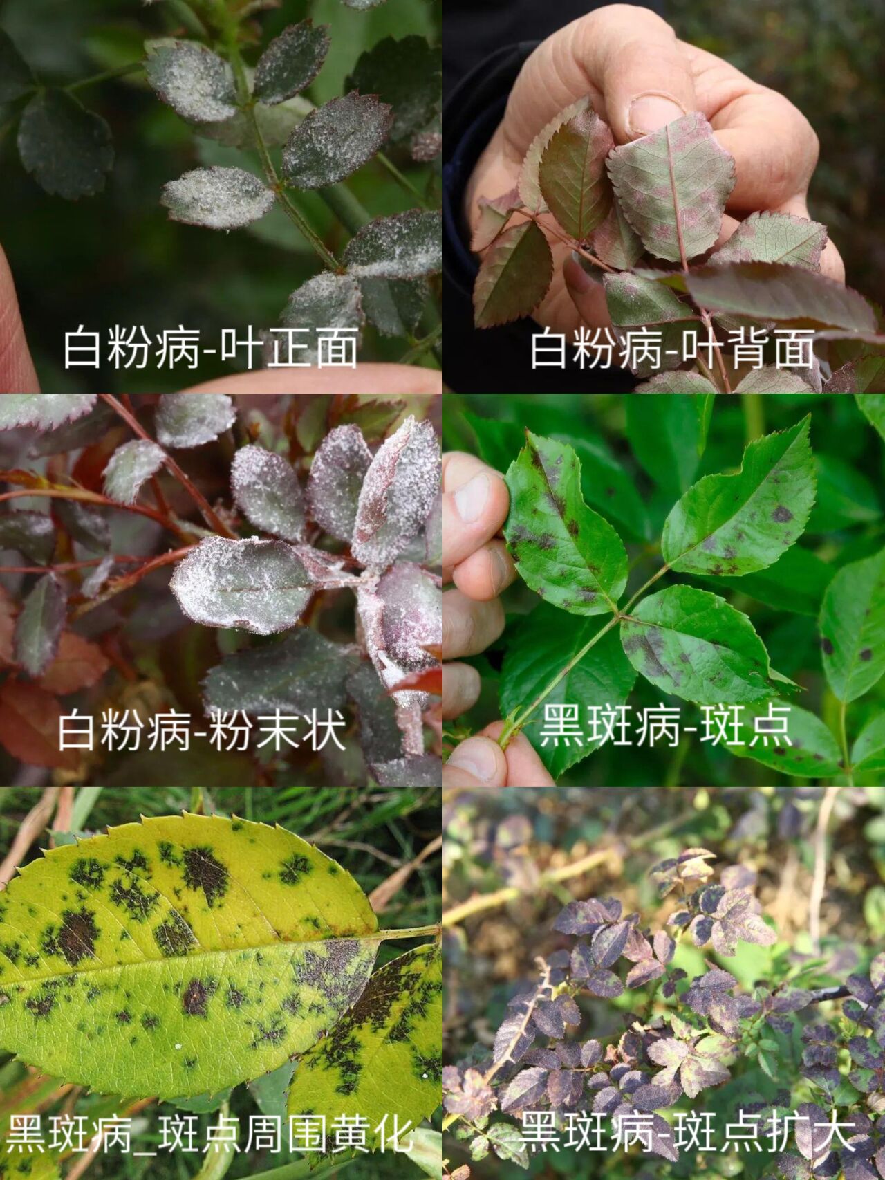 月季病虫害合集(上) 一,红蜘蛛 症状 寄生在叶的背面吮吸汁液,背面