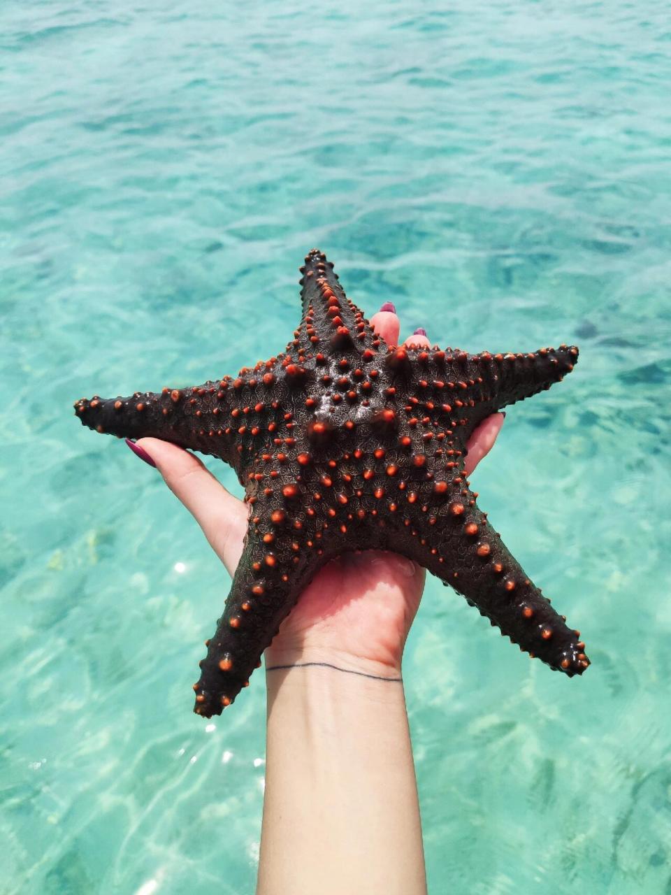 海星图片 海星,这个海洋的小精灵,真是让人一见倾心呢!