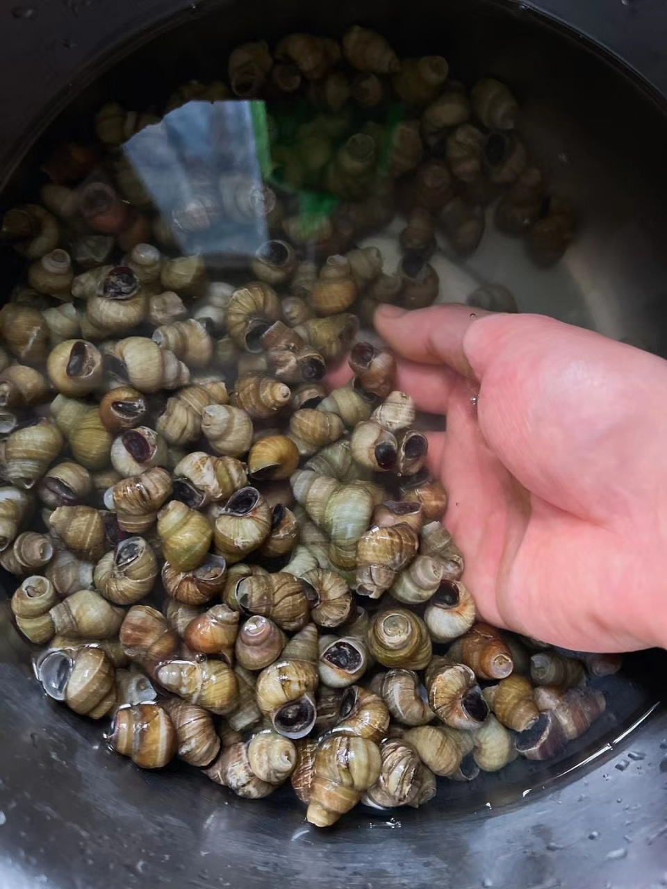 一下午的成果,清水螺. 自己下水捞,自己回家做.