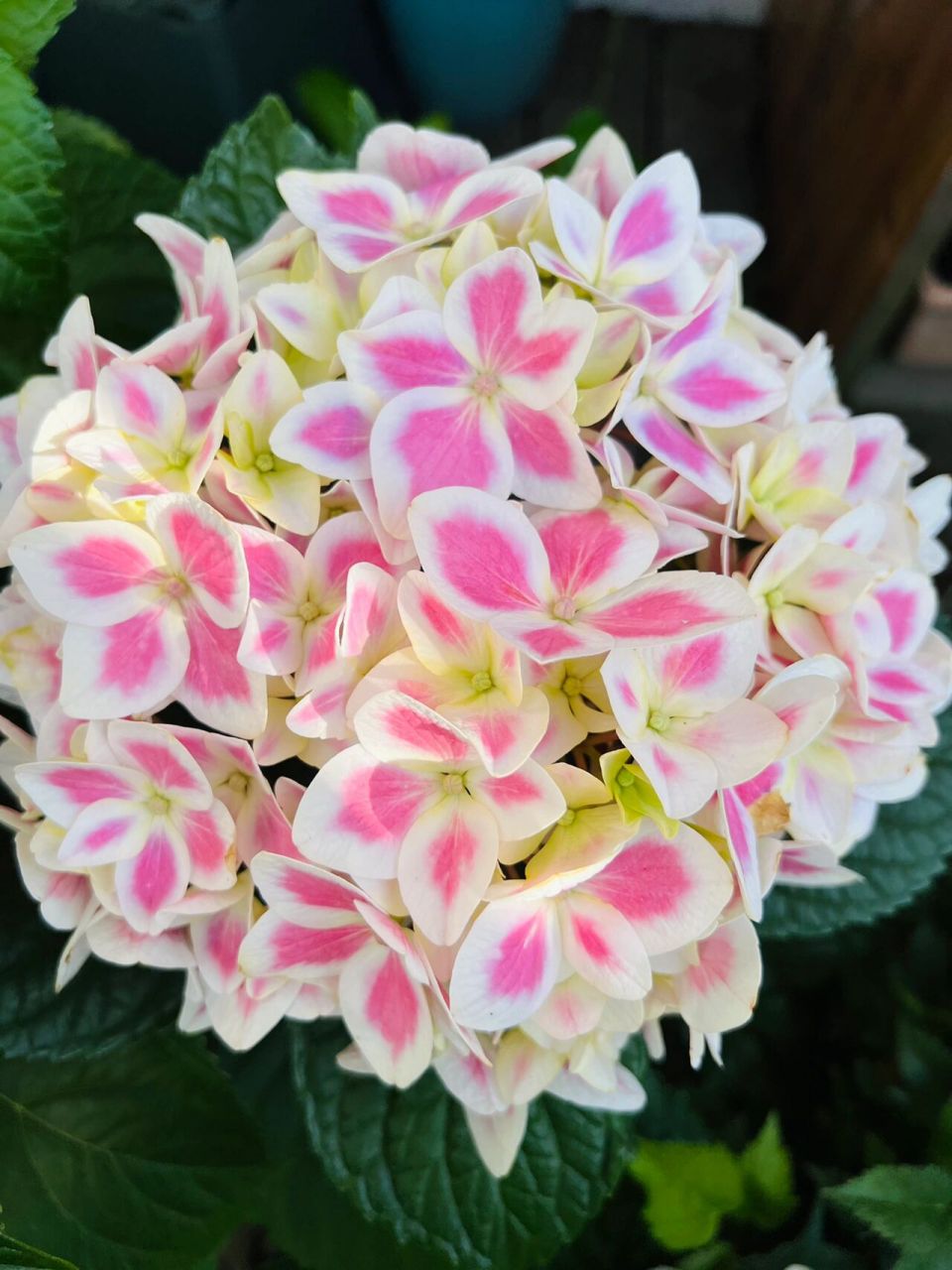 绣球薄荷拇指美哭了01 我的薄荷拇指太美了,明年调蓝试试