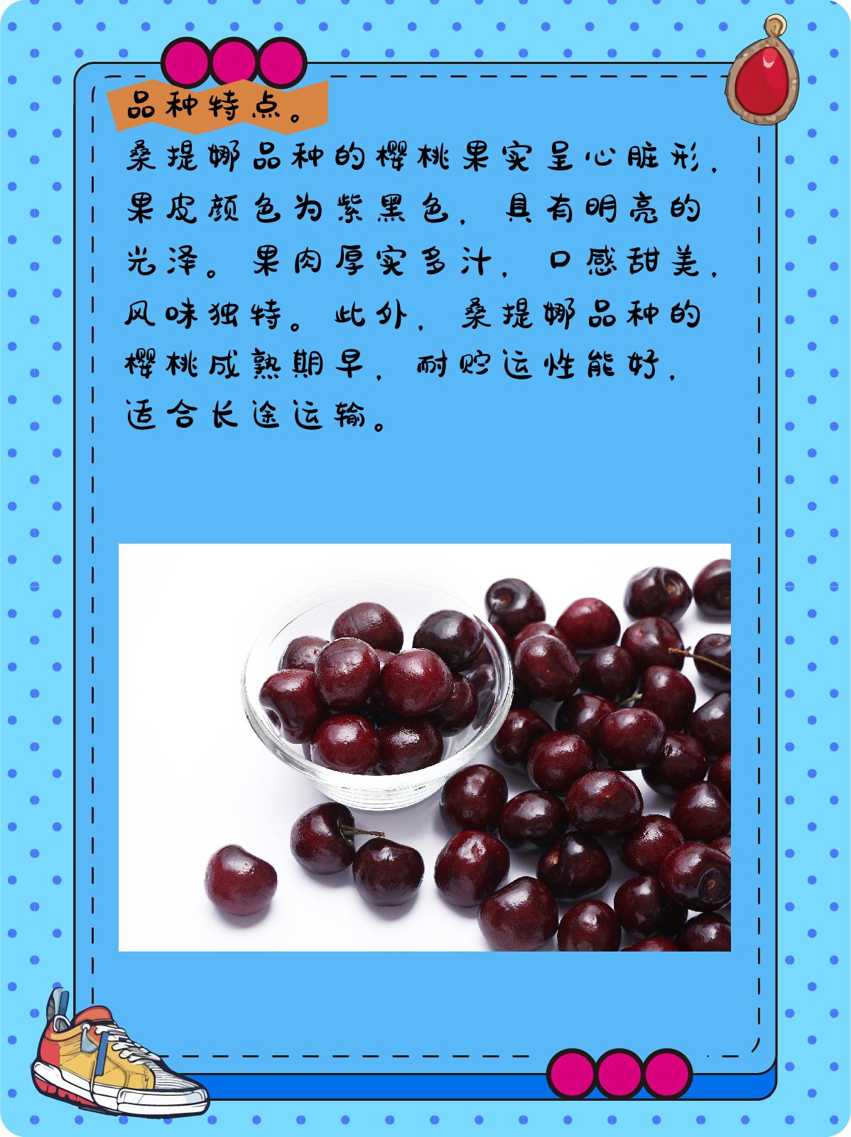桑提娜品种怎么样 1,品种特点 桑提娜品种的樱桃果实呈心脏形,果皮