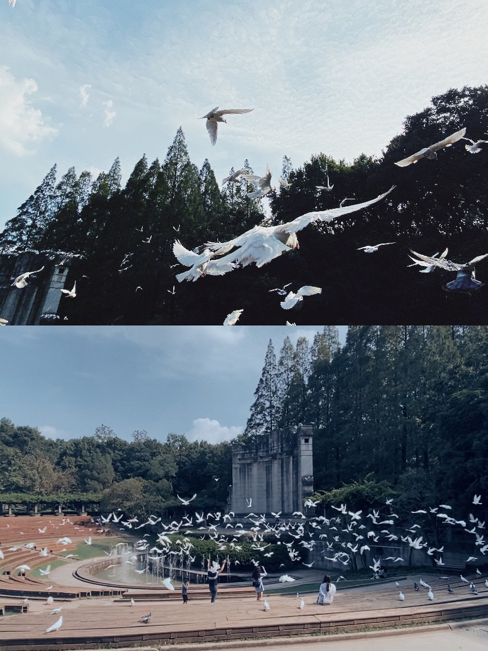 南京旅游|南京音乐台|钟山分景区 飞鸽 这次去南京专门去了音乐台