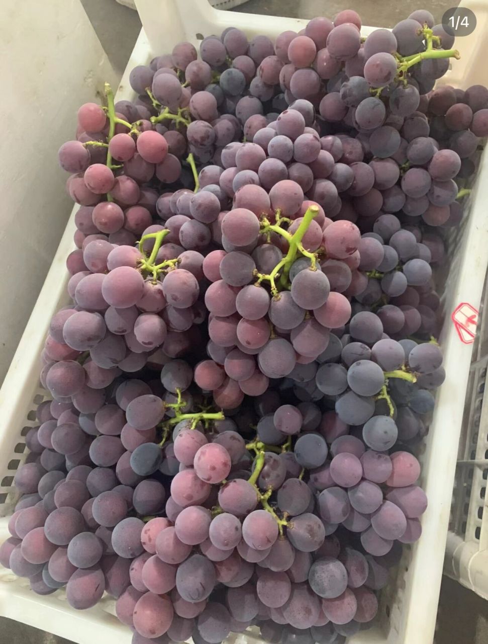 宁波本地品种甬优一号