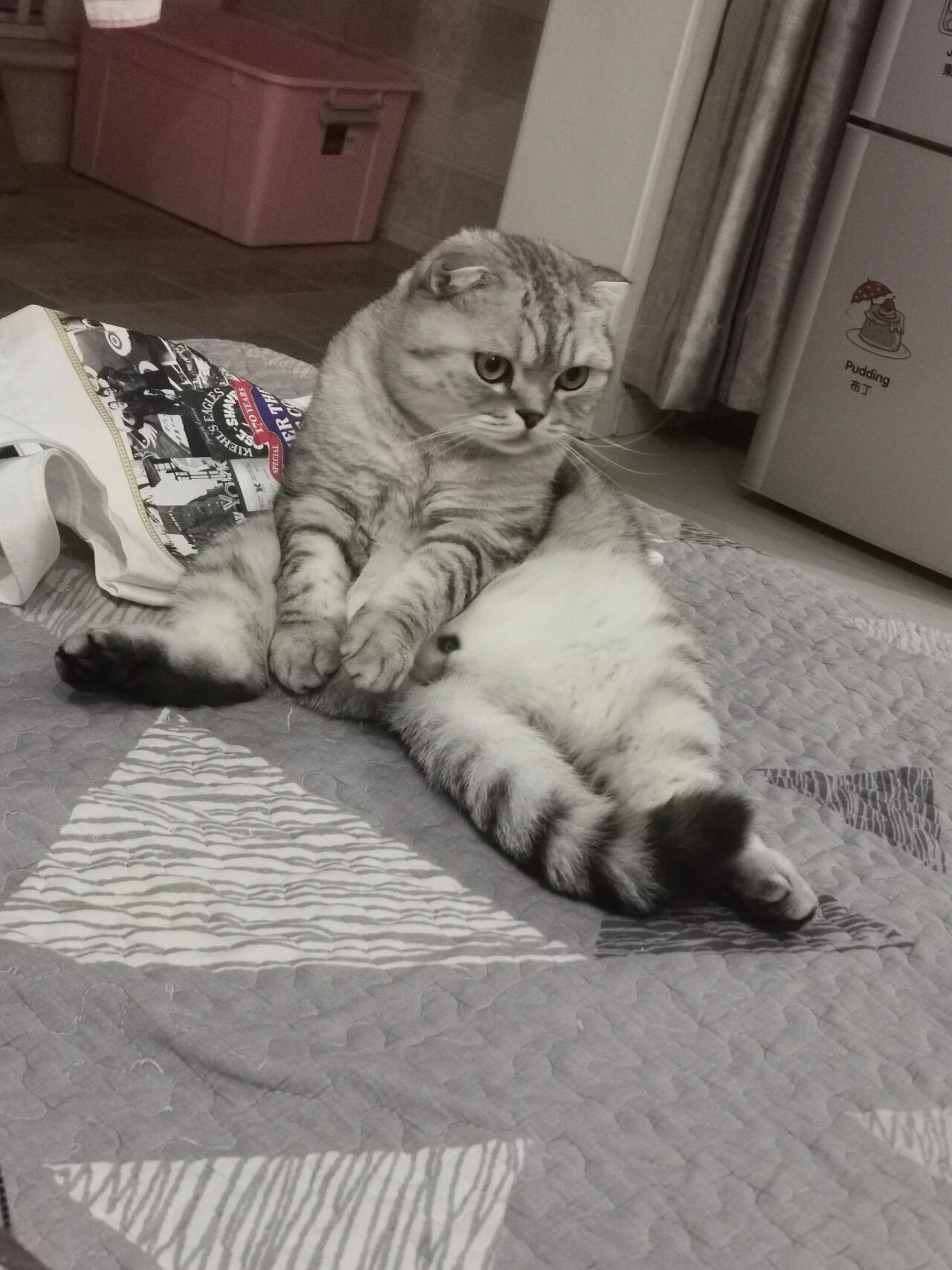 这些姿势是折耳猫发病了吗?