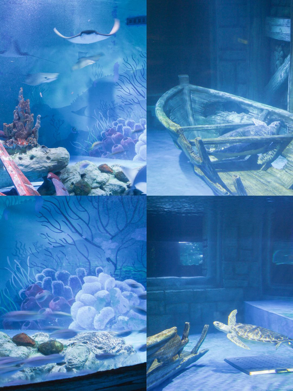 南京首家0469♀15沉浸式海底世界98全攻 啊啊啊!