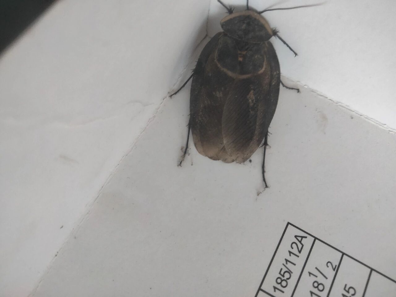 地鳖是一种重要的药用昆虫,生活于阴暗,潮湿,腐殖质丰富的松土中,怕阳