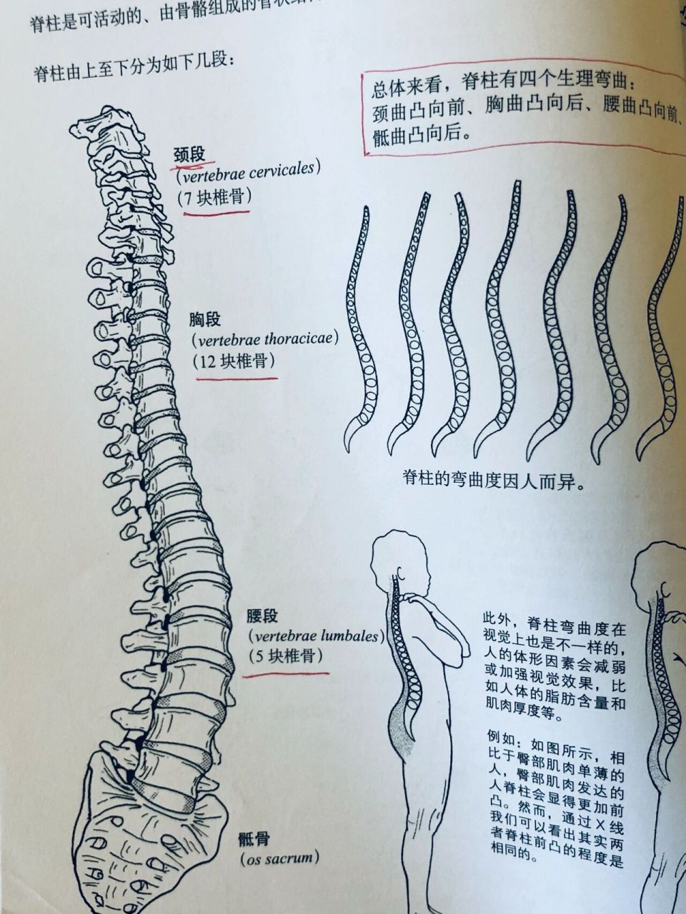 脊柱凸向前的生理弯曲图片