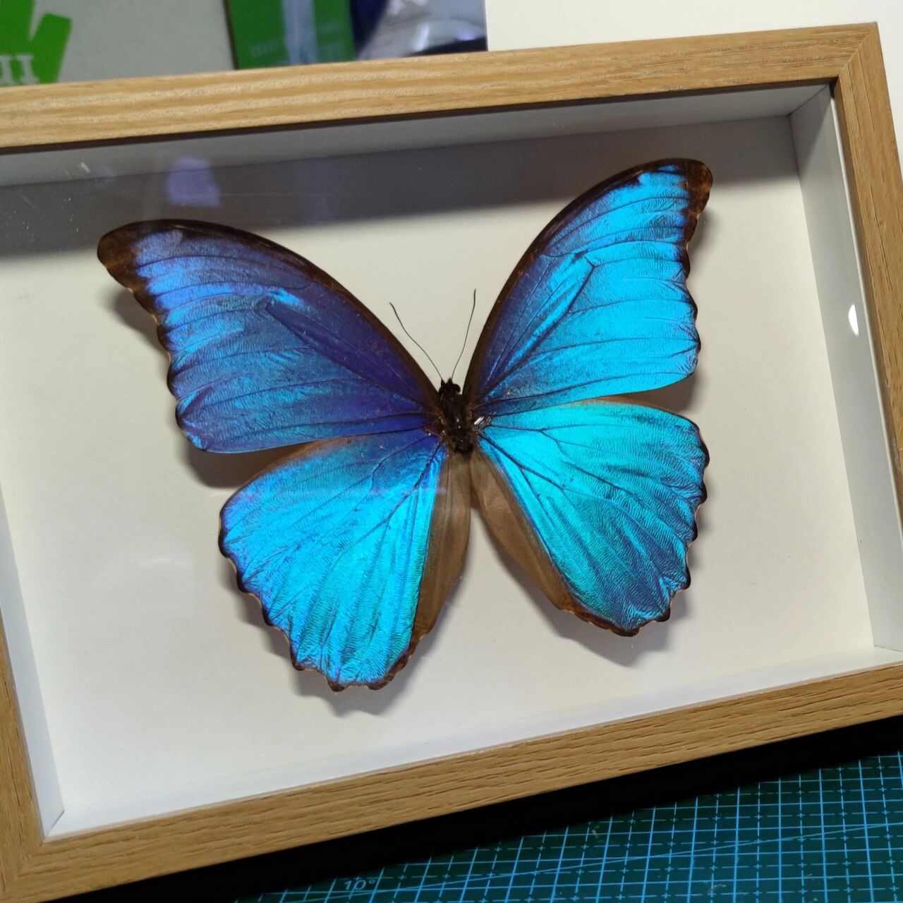 大蓝闪蝶 morpho menelaus 又名蓝摩尔福蝶,是蛱蝶科闪蝶属中最大的一