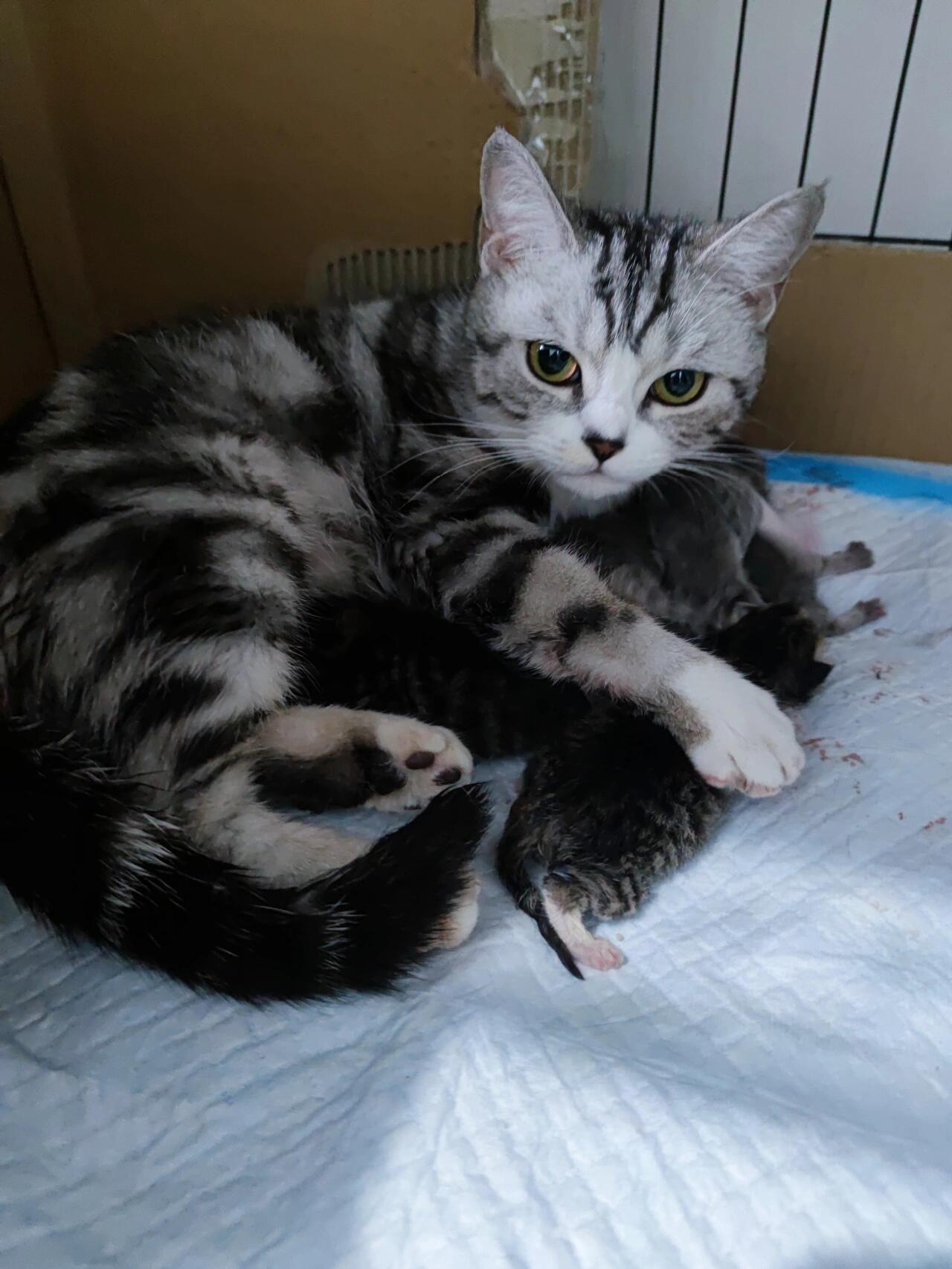 美短起司虎斑这生的啥娃呀