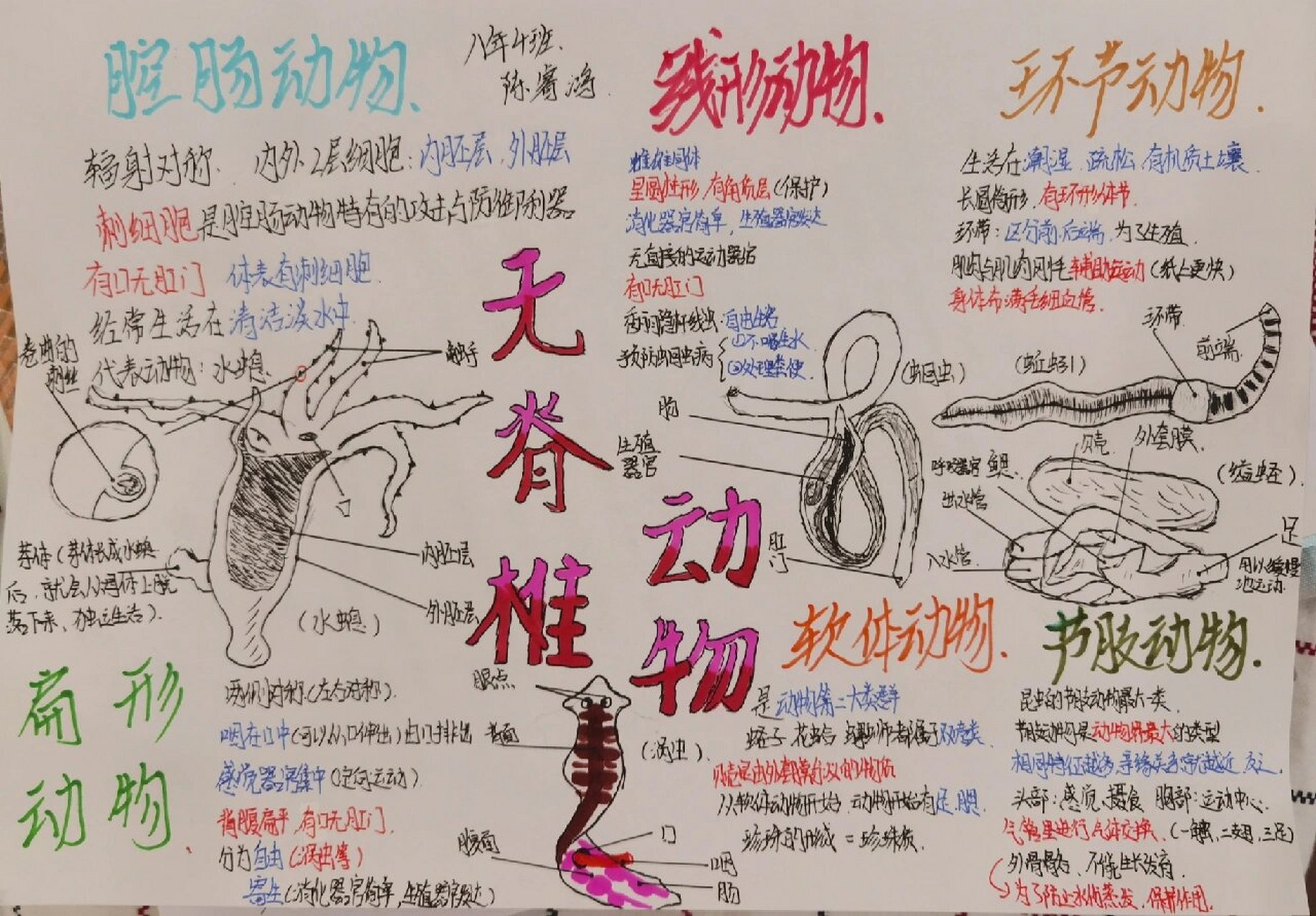 八年级上册生物:无脊椎动物思维导图 因为没位置了就画不了蝗虫(节肢