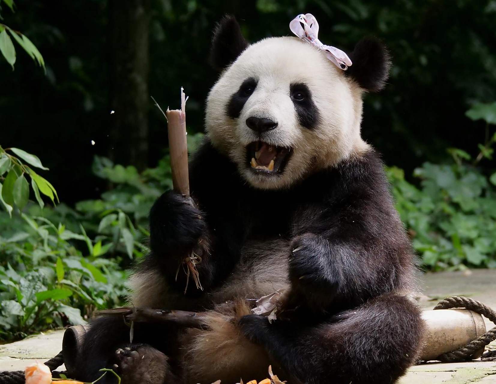 大熊猫灵岩和迈迈不是亲兄弟,胜似亲兄弟,而且还是天下第一好兄弟.