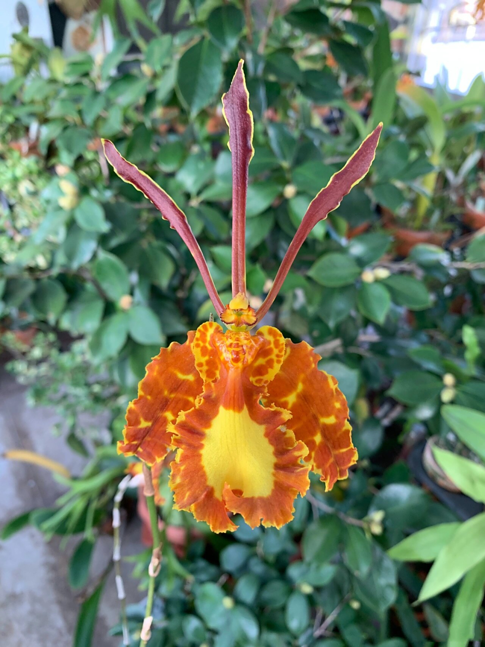 市面最容易买到的魔鬼文心品种个体就属它了 蛾型文心/蝴蝶文心/魔鬼