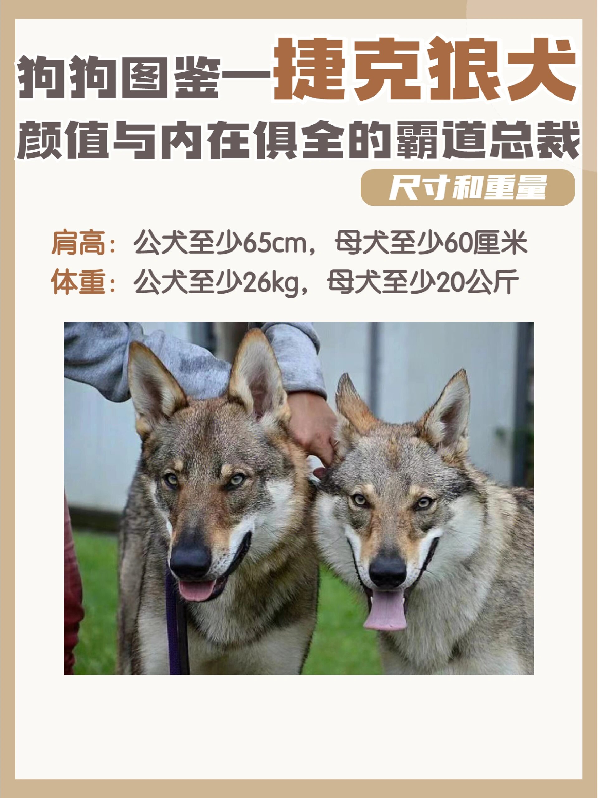 捷克狼犬图鉴91集颜值与内在为一身 捷克狼犬是比