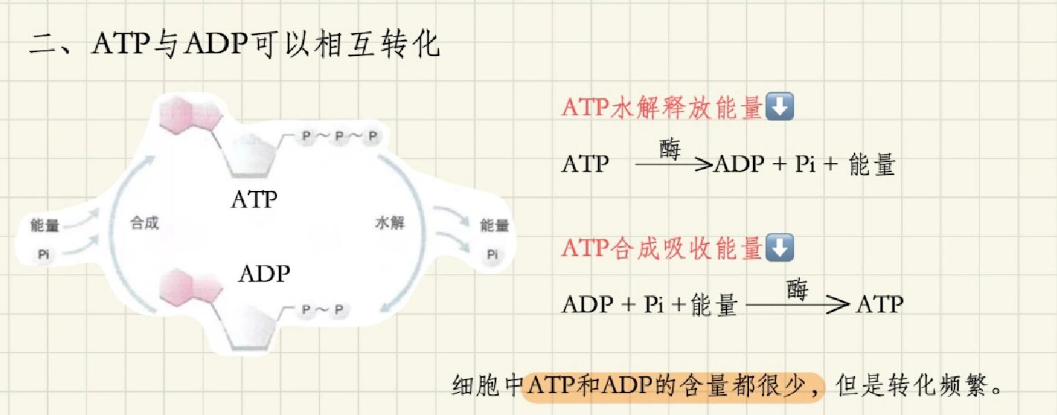 atp与adp的相互转化