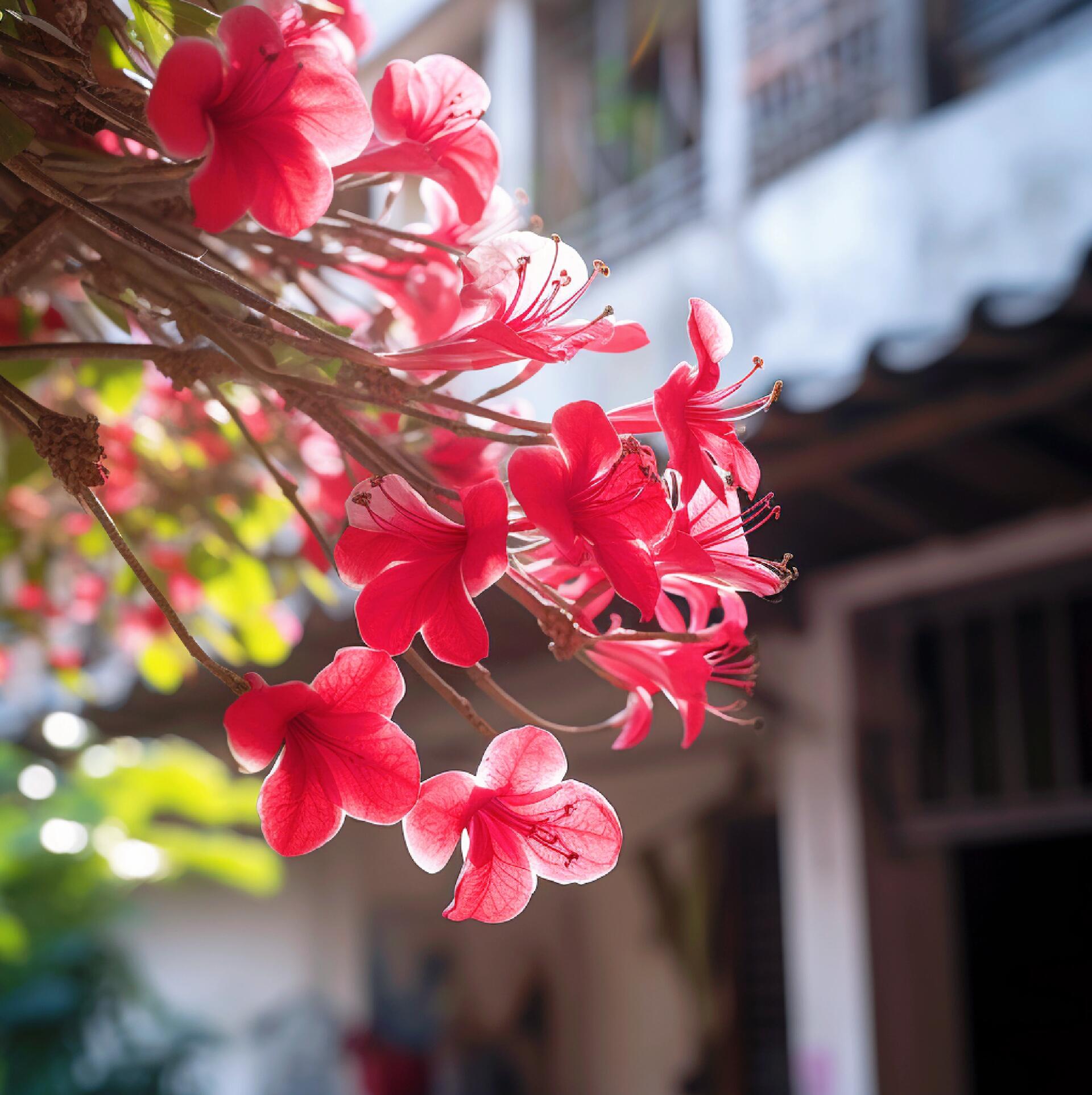 又到了紫荆花盛开的日子 紫荆花(学名:bauhinia