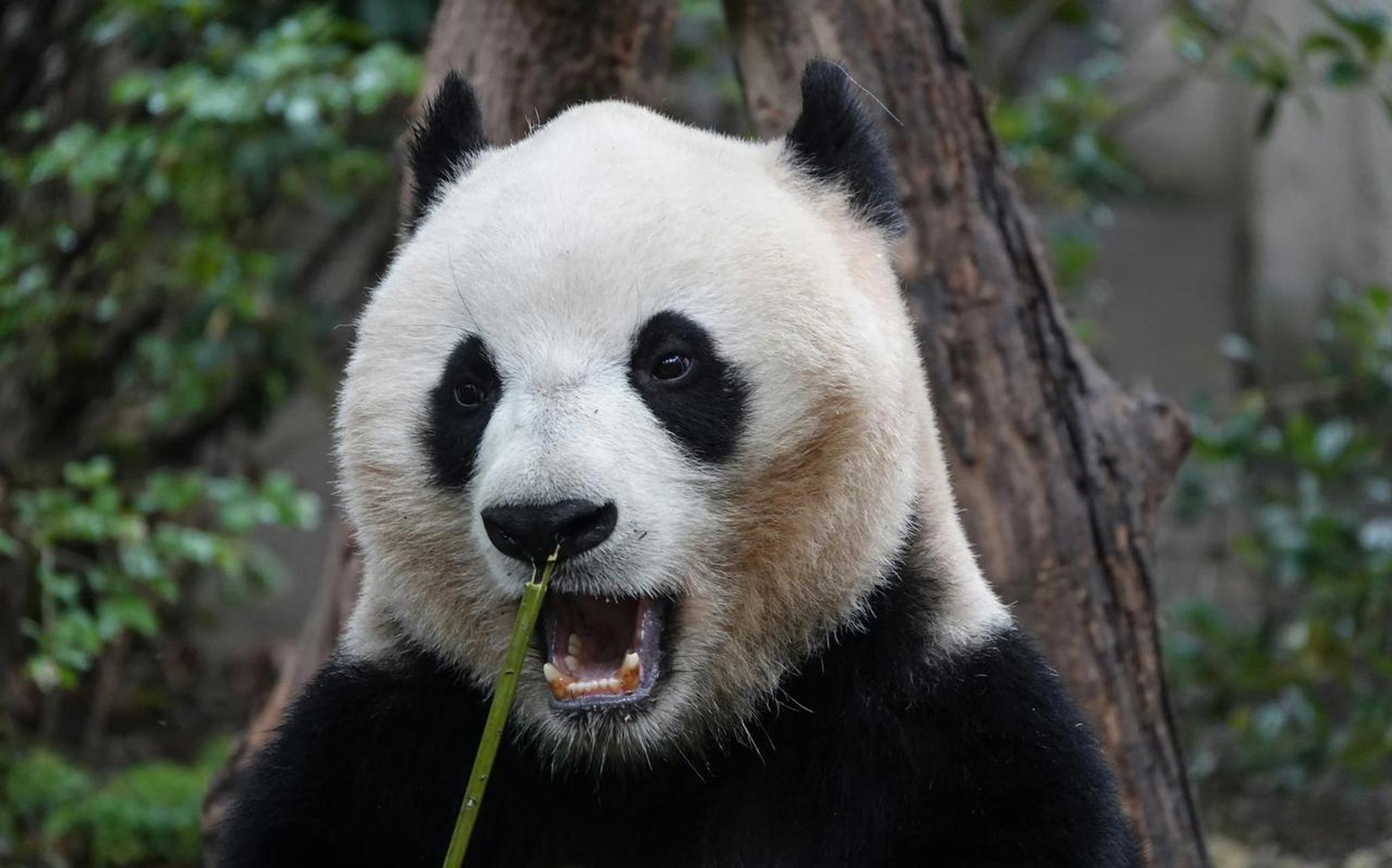 在网络上搜索大熊猫福禄,经常跳出一句话:福禄是一只没有名气的大熊猫
