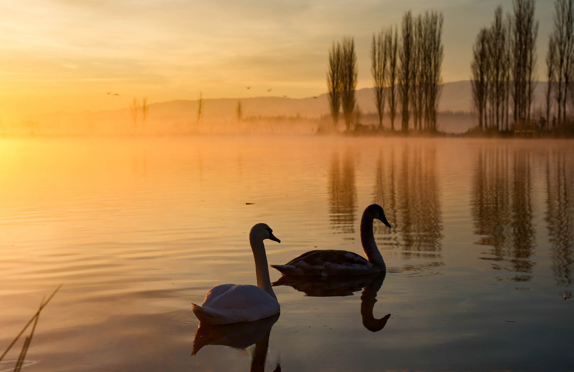 #粤港澳大湾区媒体大咖伊犁行#冬日的清晨,来到天鹅泉湿地公园,湖畔被