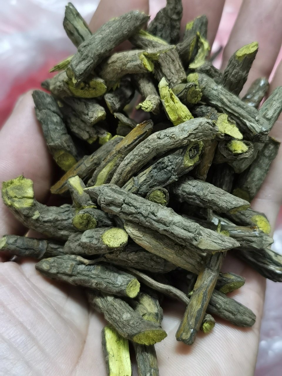 正宗的野生黄连 有多少人见过呀