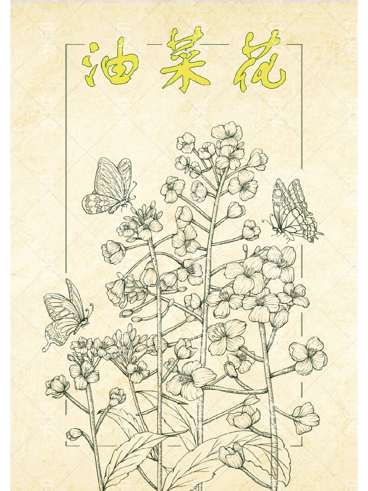 线描花卉——油菜花