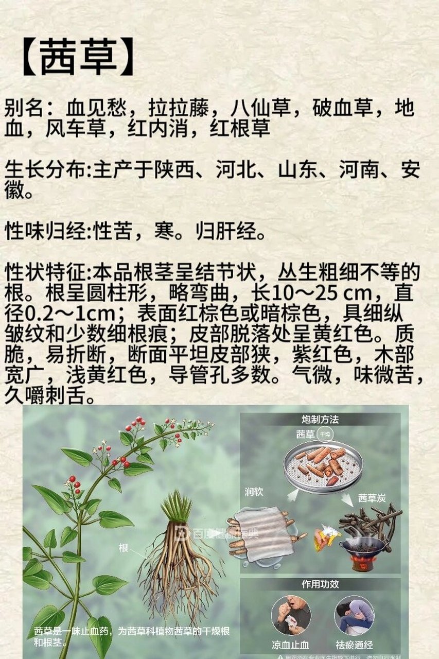 茜草的功效与作用图图片