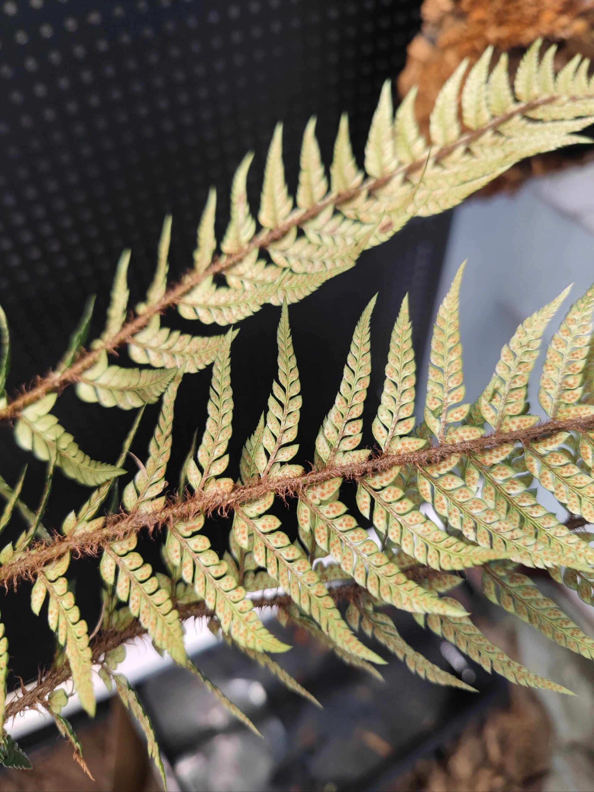 革叶耳蕨 稀有原生蕨类