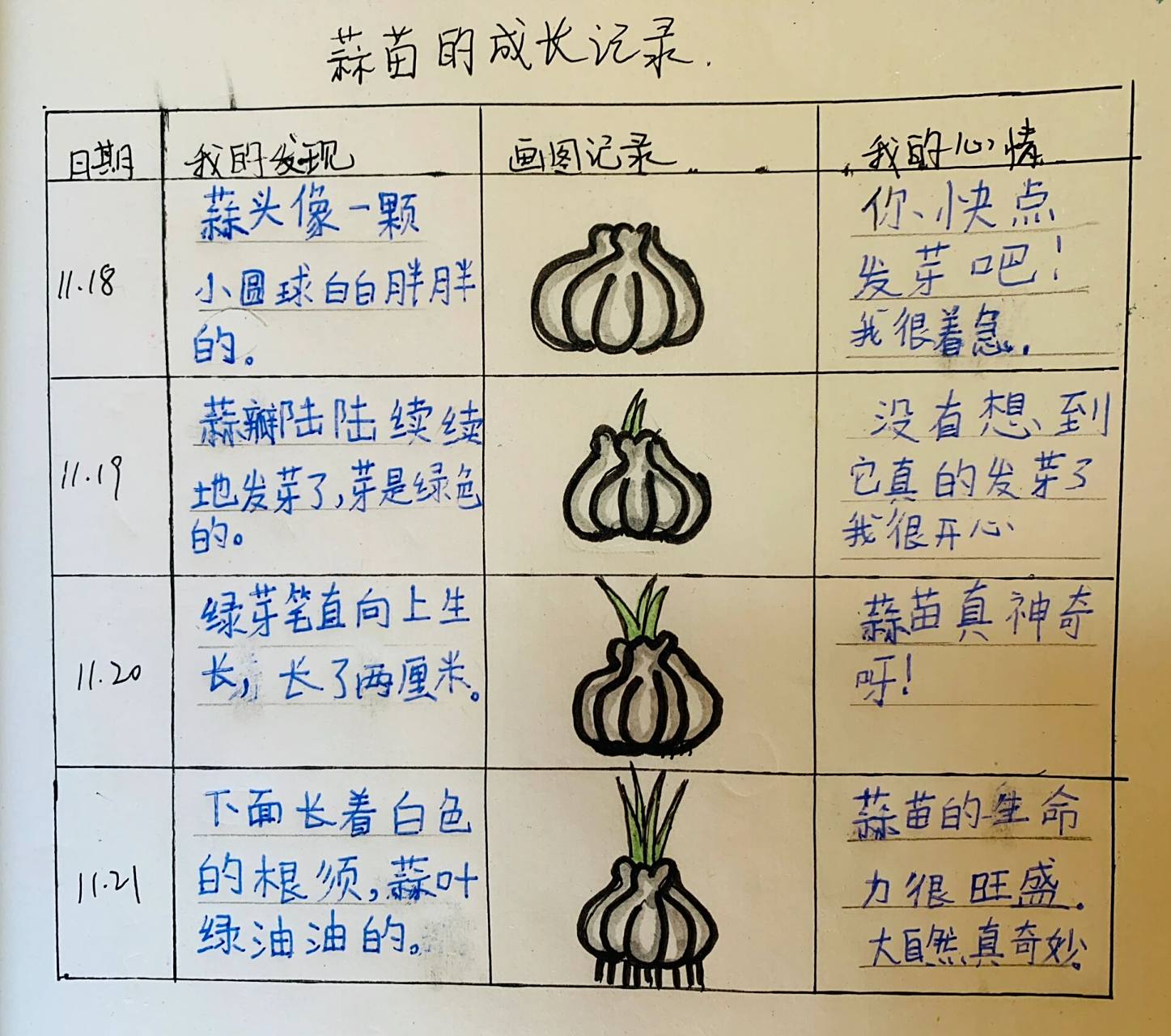 蒜苗生长七天观察表图片