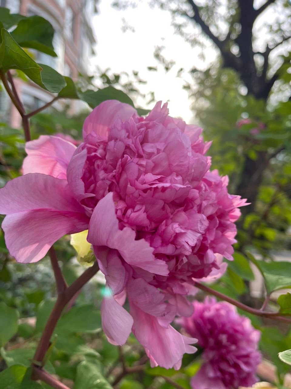 牡丹四大名品之魏紫—绝美花后!