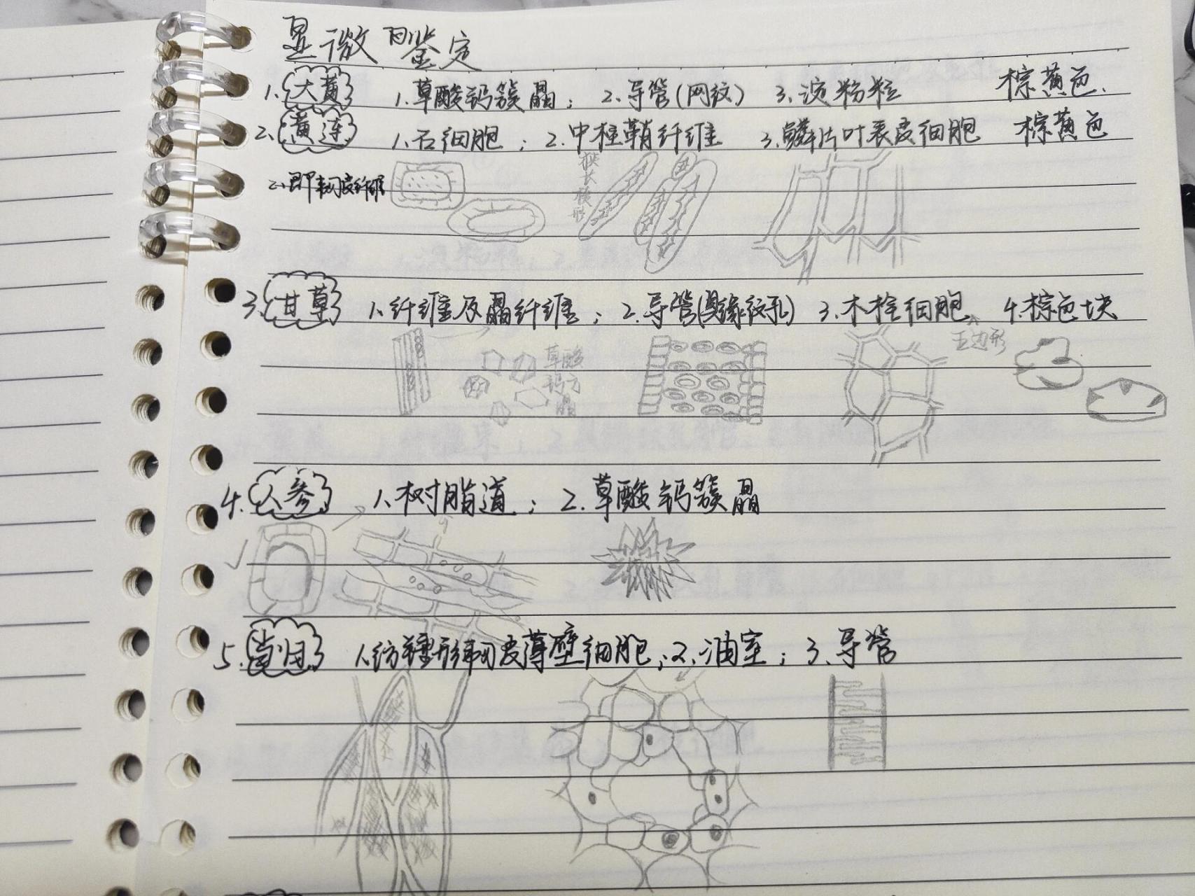 淀粉粒 黄连1.石细胞2.中柱鞘纤维3.鳞叶表皮细胞 甘草1.