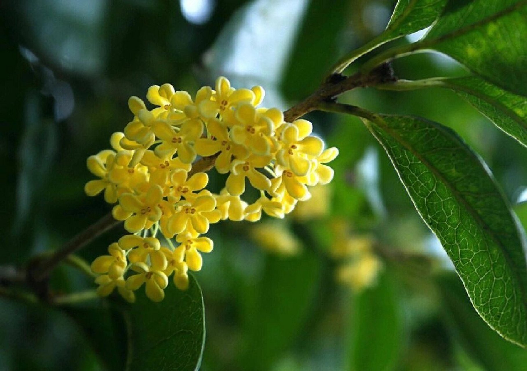植物笔记day42 木樨(桂花) 名称:木樨(木樨科 木樨属) 	 特征:常绿